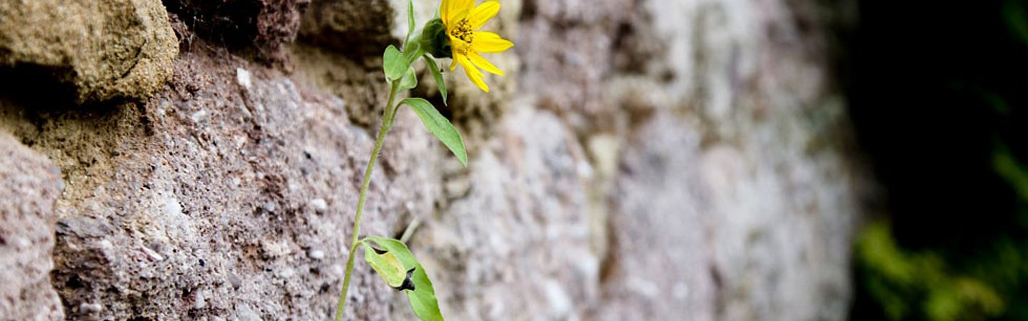 Nahaufnahme einer Steinwand, aus der ein kleines gelbes Blümchen herauswächst, Symbol für Resilienz.