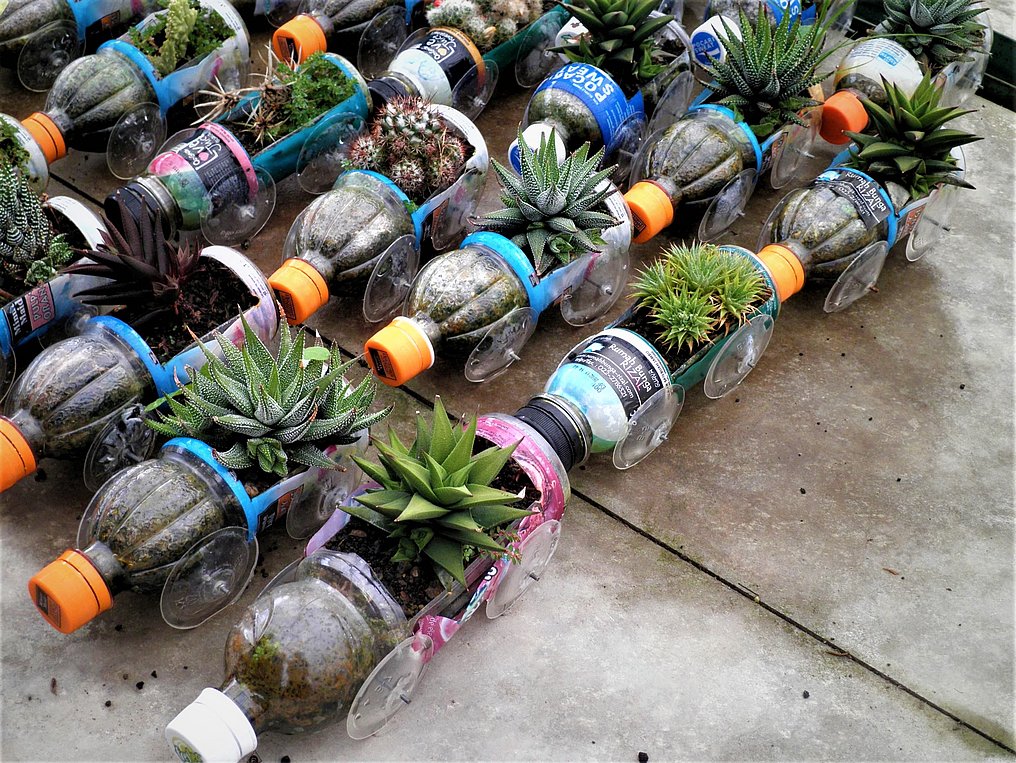 Von oben fotografierte Plastikflaschen, in denen kleine Kakteen und Sukkulenten gepflanzt wurden..