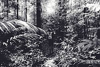 Ein Mann steht auf einem kleinen Weg und ist von Pflanzen und Bäumen umgeben. Er trägt einen Rucksack. Das Bild zeigt ihn von hinten und ist in schwarz-weiß.